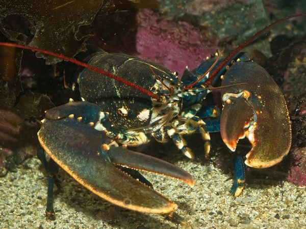 New tariffs of China are affecting Maine’s lobster industry, says US Senator Angus King