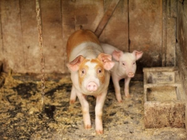 Vietnam culls over 1.2mn pigs infected with African swine fever