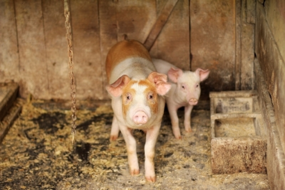 Vietnam culls over 1.2mn pigs infected with African swine fever